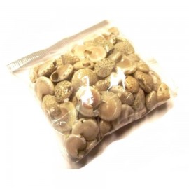Csomagolt csiga - VILÁGOS - umbonium