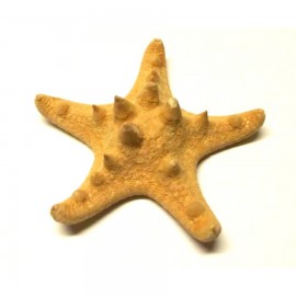 Bütykös csillag (6-7cm)