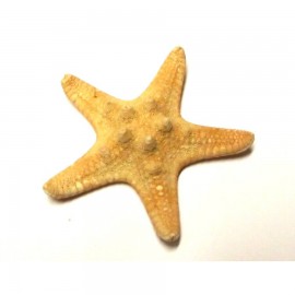 Bütykös csillag (5-6cm)