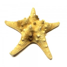 Bütykös csillag (15-17cm)