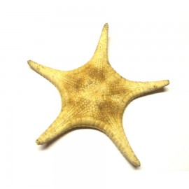 Ötszög csillag (10cm)