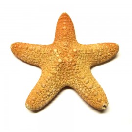 Rufa csillag (9-10cm)