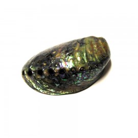 Abalone (szivárványos fülcsiga)