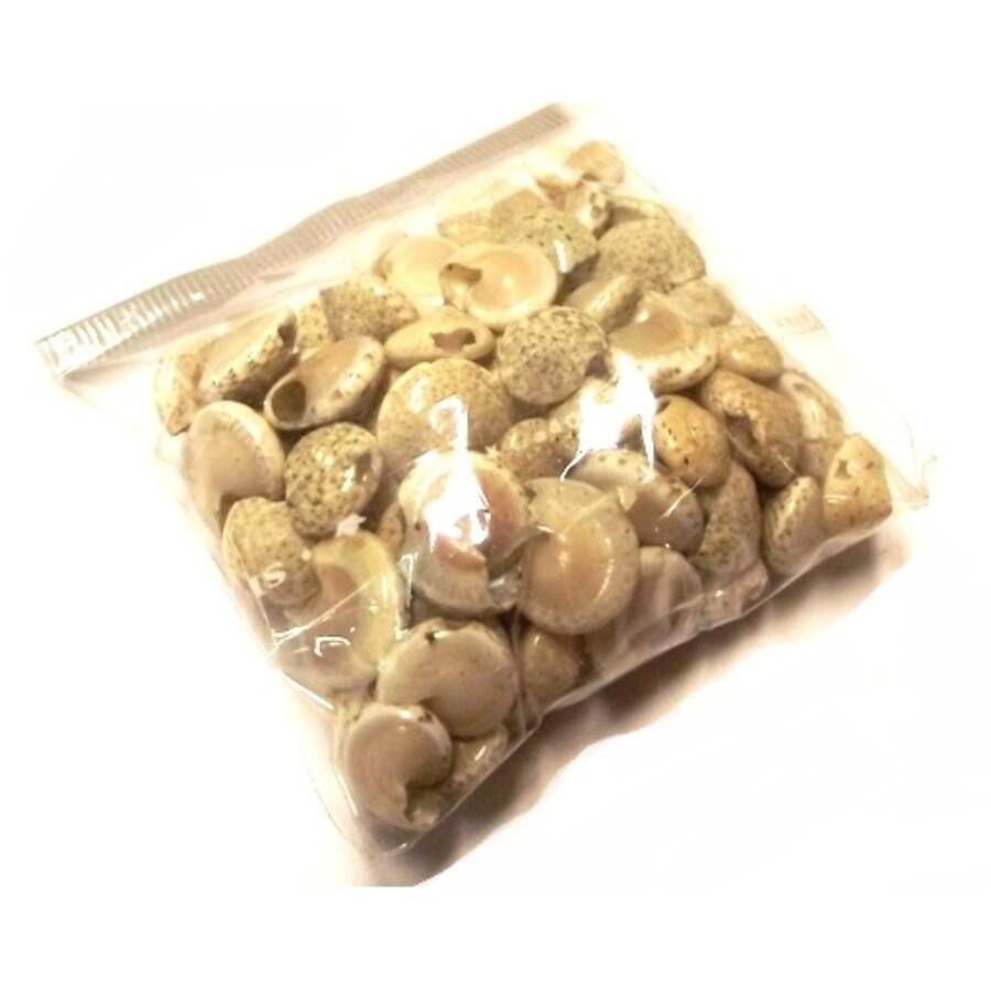Csomagolt csiga - VILÁGOS - umbonium